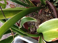 万年青の植え替えをしようと思うのですが この時期にしても良いのでしょうか Yahoo 知恵袋
