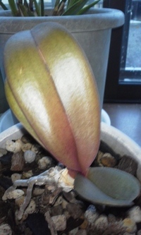 病気ですか 胡蝶蘭をいただいたけど写真のように葉っぱが茶色 黄色 Yahoo 知恵袋