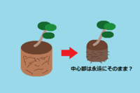 植木や盆栽の根鉢は永遠にそのままなのですか 植え替えのときに 根 Yahoo 知恵袋