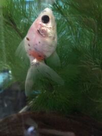 白点病 昨日ホーマックで買ってきた金魚の背びれに白い Yahoo 知恵袋
