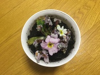 春に買った ジュリアン 咲き終わって葉が大きく茂っています 来年も咲くよ Yahoo 知恵袋