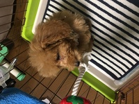 トイプードル サマーカットについて教えてください 1歳になった愛犬 Yahoo 知恵袋