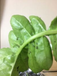 日当たりの良い屋内で葉大根を栽培していたところ 害虫がたくさんついてしまいました 教えて 住まいの先生 Yahoo 不動産