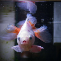 金魚が生き返りました 今日の昼間私が仕事へ行っている間 金魚が浮い Yahoo 知恵袋