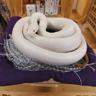 ペットで白い蛇を飼っている方へご質問です または以前ペットで白い Yahoo 知恵袋
