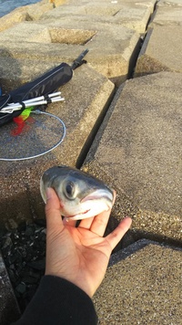 この魚の名前なにか分かりますか 今日夕方釣りに行ったら この魚の頭が10個 Yahoo 知恵袋