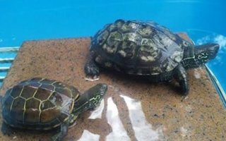 亀好きな人って どんな性格だと思いますか 私は動物って好きですし 犬や猫も Yahoo 知恵袋