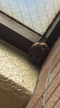 ベランダに蜂の巣ができていました これはアシナガバチの蜂の巣なのかスズメバチの蜂 教えて 住まいの先生 Yahoo 不動産