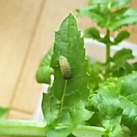 農家さんで春菊を買ったら 虫がついていました 何て言う虫ですか Yahoo 知恵袋