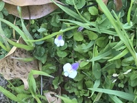 これはムラサキサギゴケですか トキワソウですか トキワハゼ Yahoo 知恵袋