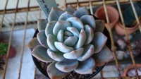 多肉植物の下葉が黄色くブヨブヨになってしまいました まだ氷点下ほど寒く Yahoo 知恵袋