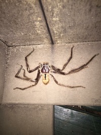 巨大蜘蛛の名前を教えてください こんにちは オーストラリアに住む Yahoo 知恵袋