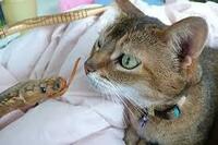 猫がマムシに噛まれました人間みたいに死ぬような事はないですか マムシ Yahoo 知恵袋