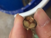 ワイン用ブドウのピノ ノワールという品種ですが 挿し木で作成した苗が画像の Yahoo 知恵袋