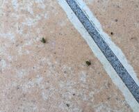 ネギ 黒点 虫 先ほどスーパーでネギを購入しました 深谷 Yahoo 知恵袋