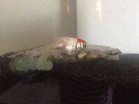 金魚の喧嘩をやめさせたい ５ ６年前にお祭りでとった金魚を小さな Yahoo 知恵袋