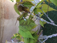 コバノトネリコ アオダモ の木に写真の虫が湧きました なんという Yahoo 知恵袋