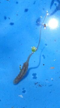 庭の池で大量発生したのですが この生き物の正体教えてください ハナア Yahoo 知恵袋