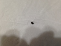 マダニですか 先ほど家の和室 畳の上で５ミリ程の黒い丸い虫を見つけました Yahoo 知恵袋
