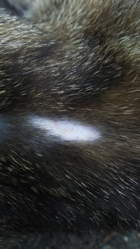 猫の背中に画像のようなハゲがあり 茶色い点があります 痒がったり Yahoo 知恵袋