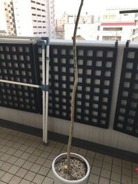 丸坊主にしたフィカスウンベラータについて 冬の間に葉が黄色くなってしま Yahoo 知恵袋