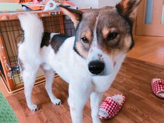 私の愛犬は雑種です ビーグルだとかキャバリアだとか意見は出 Yahoo 知恵袋