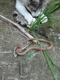 蛇の卵 特にマムシの卵は美味しいと聞きます 蛇料理もかなり美味 Yahoo 知恵袋