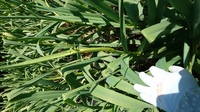 にんにくの花の調理法 トウ立ちしたにんにくの芽 花つき をいただきま Yahoo 知恵袋