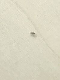 至急お願いしますm M 部屋に小さい黒くて羽のある虫がたくさん発 Yahoo 知恵袋