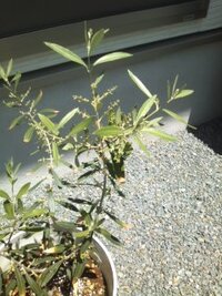 1m位のオリーブの木を昨年 地植えしました 3本並べて植えたのですが 間 Yahoo 知恵袋