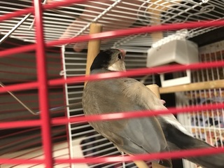 文鳥の噛み癖と換羽について生後半年過ぎ 誕生が10月末日 の桜文鳥を飼って Yahoo 知恵袋