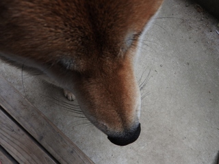 うちの柴犬のヒゲが 長くなってきました 犬のヒゲは カットしない Yahoo 知恵袋