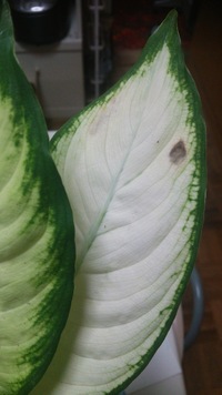 ディフェンバキア ホワイトカミーラ

この黒い斑点は何かの病気ですか？ 