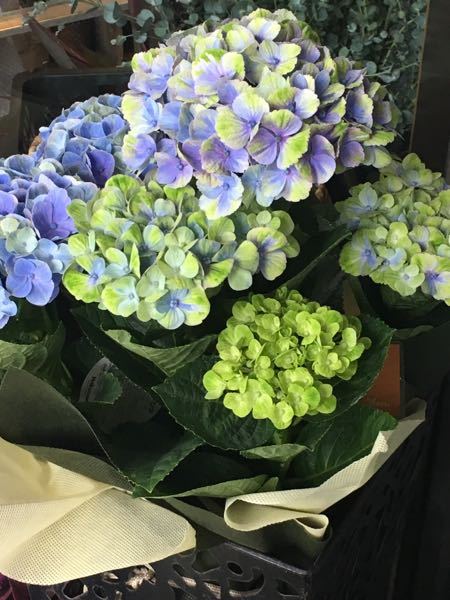 紫陽花の病気について。 - ニュースで紫陽花の「葉化」という病気を 