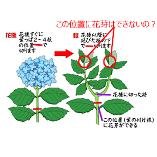 アジサイの 二段階の剪定 に疑問があります 画像は下記サイトの アジサイの Yahoo 知恵袋