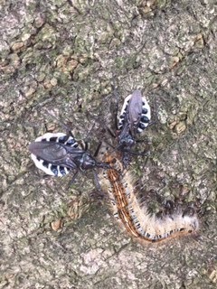 公園を散歩していたら桜の木につく毛虫を捕食している虫を見つけました 口を毛 Yahoo 知恵袋