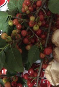 この実はなんとゆう名前ですか また食べることは可能ですか Yahoo 知恵袋