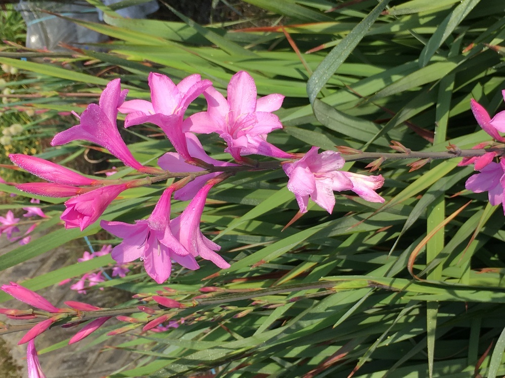 この花の名前を教えてください グラジオラスに似ていますが 夏に咲 Yahoo 知恵袋