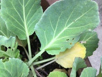 キャベツについてた 幼虫ですが蛾の幼虫でしょうか 5 6匹居ます 数 Yahoo 知恵袋