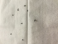 家の部屋に大量発生した虫の死骸なんですがこれってコバエですかね それとどうして大 教えて 住まいの先生 Yahoo 不動産