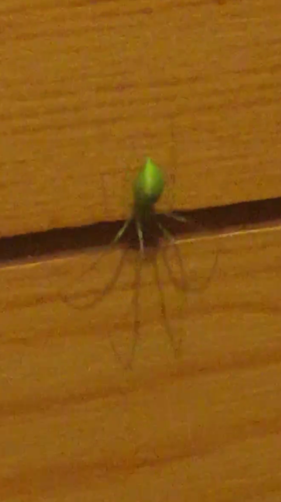 こんな黄緑色の蜘蛛が家にいたのですが どなたかこの蜘蛛の名前知っ Yahoo 知恵袋