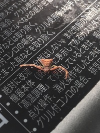 これは 蜘蛛ですか 蜘蛛なら 毒ありますか 横歩きのような進み方をしていて Yahoo 知恵袋