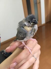 この前 文鳥の雛の突然死について 質問させていただいたことが Yahoo 知恵袋