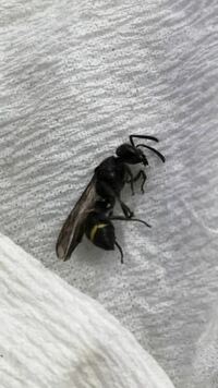 黒い蜂みたいな虫 １ヶ月くらい前からベランダから家の中によく入ってく Yahoo 知恵袋