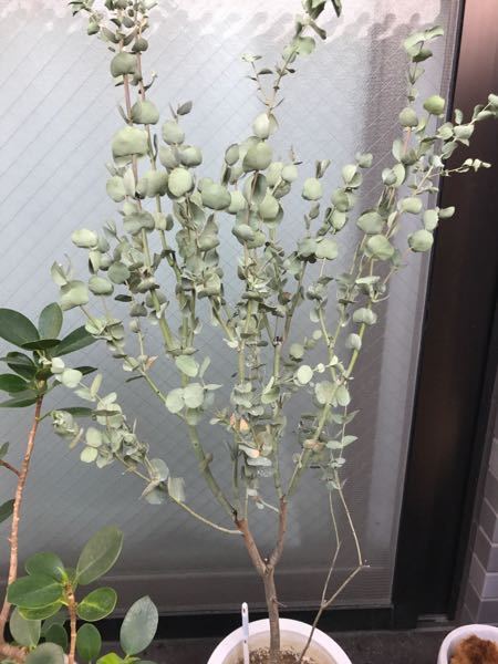 ユーカリが枯れる原因と対策とは 剪定をして美しく育ててよう 生活