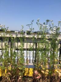 パクチーの花が咲く 葉が食べられない パクチーをベランダ菜園して Yahoo 知恵袋