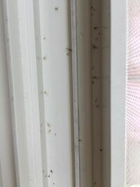 小さい虫が大量発生していて困っています。 庭があるんですが虫対策で雑草抜いて、網戸に虫除けのスプレー、虫コナーズ色々やっても効果なしです。
網戸にしていたら部屋の電気のところに
外の電柱に虫が集まるように大量発生していました。最近は網戸と窓を閉めていても入ってきます。
窓の下のところにもたくさん死んでいます。
他の質問者様の回答などみたのですが
これもユスリカなんでしょうか？