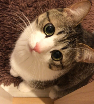 猫はどうしてよく上目遣いするのかニャア？(ФωФ) - えっむっ 