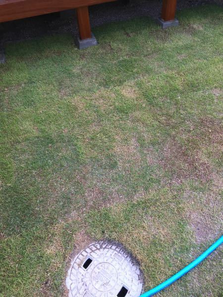 芝張り直後に枯れてる 1週間ほど前に庭に芝生を張りましたが 写真のよ Yahoo 知恵袋