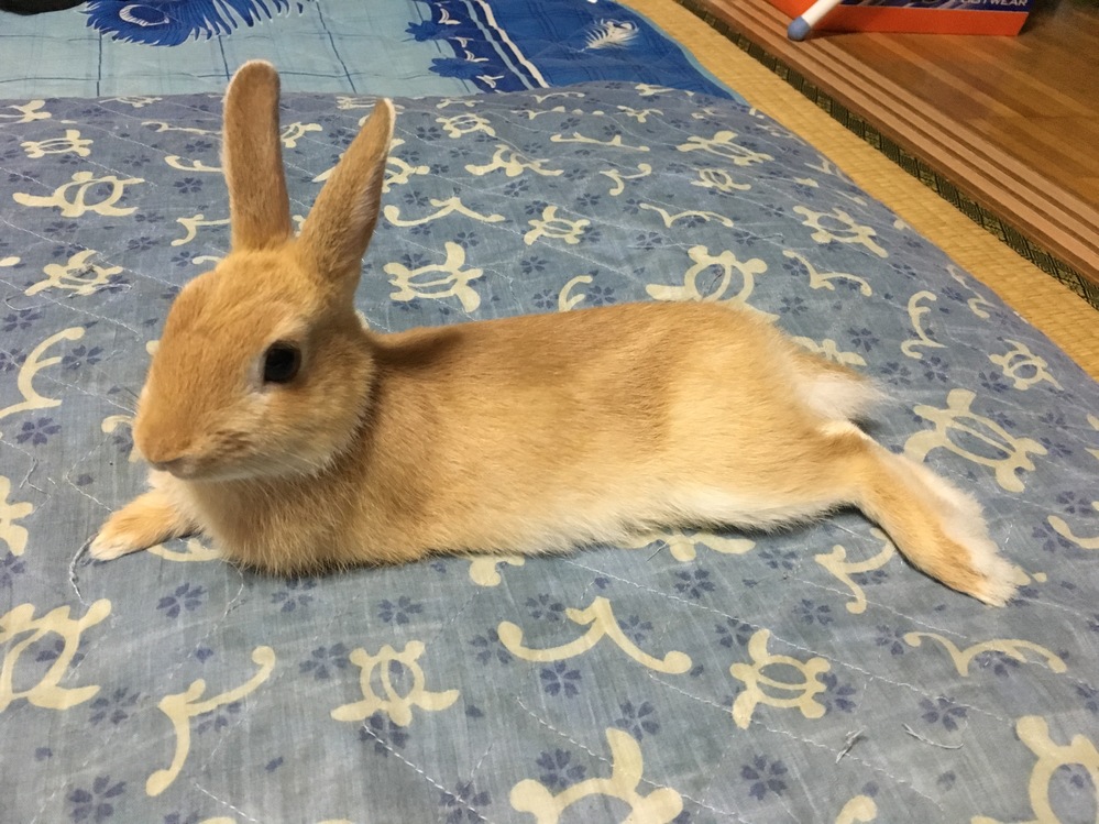 うさぎの種類何に見えますか 耳の長さからネザーではないと思 Yahoo 知恵袋